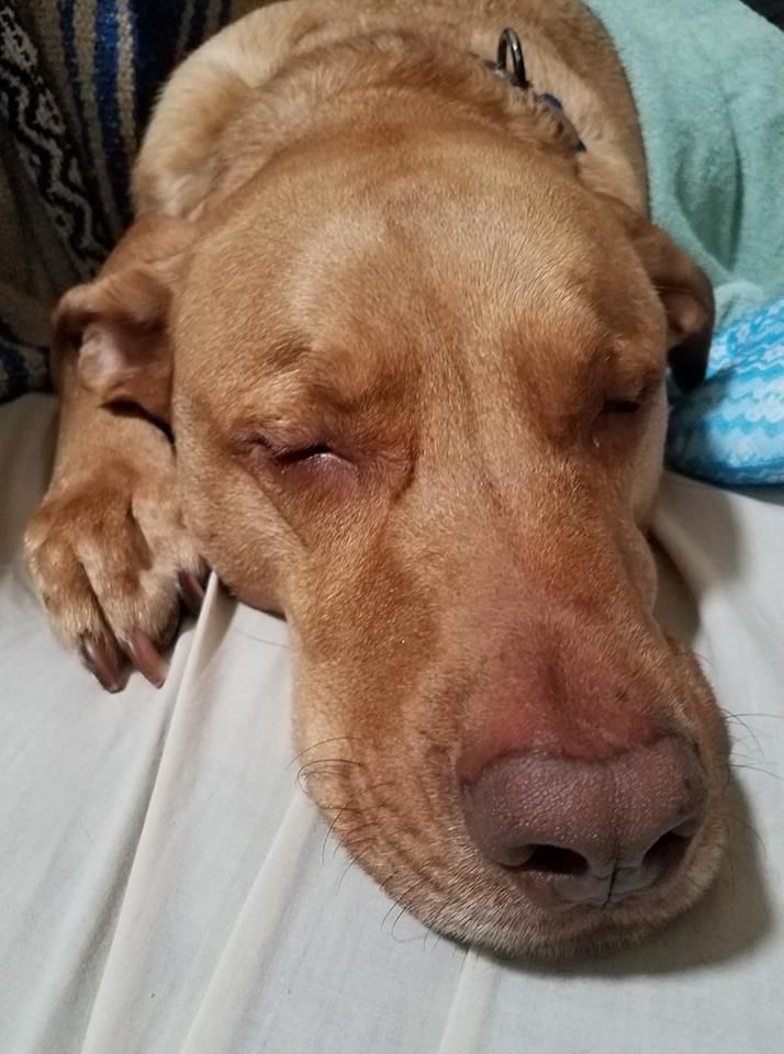 Readers pet photos